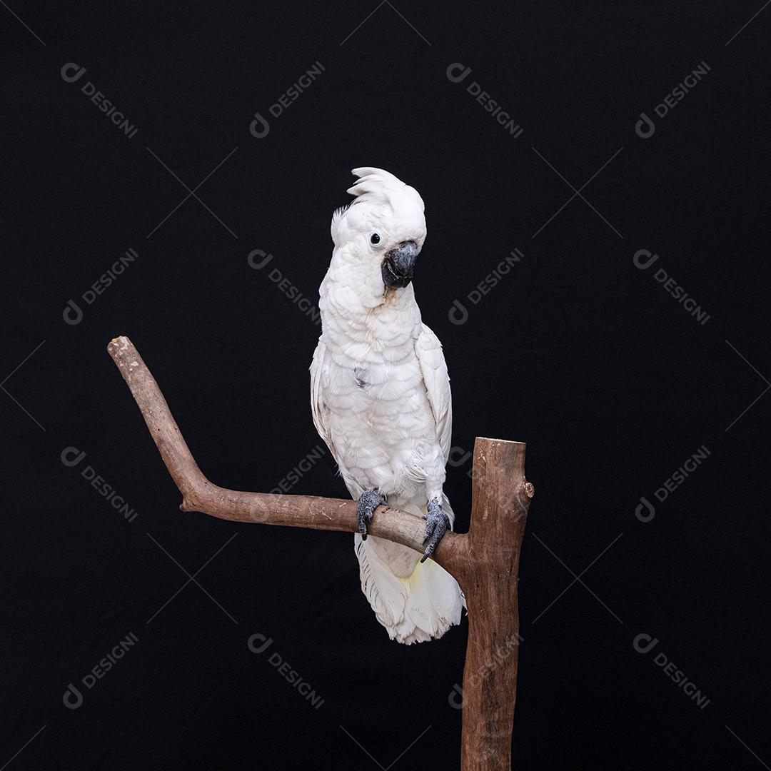 Cacatua branca com fundo preto Imagem JPG