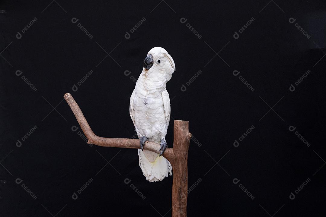 Cacatua branca com fundo preto Imagem JPG