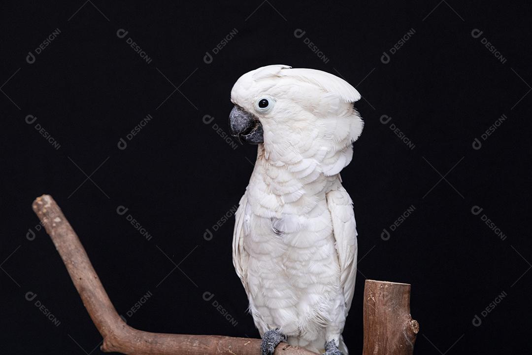Cacatua branca com fundo preto Imagem JPG