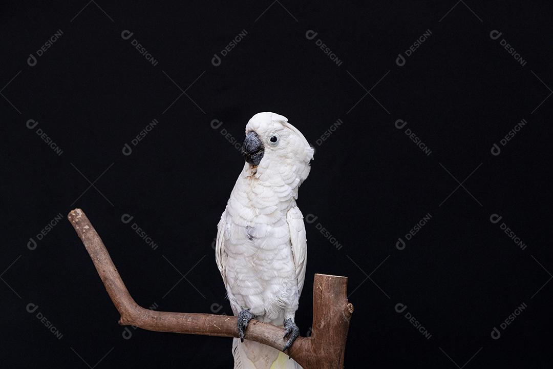 Cacatua branca com fundo preto Imagem JPG