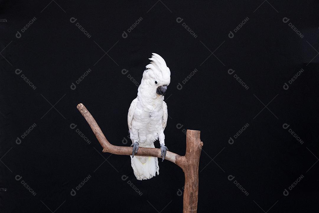 Cacatua branca com fundo preto Imagem JPG