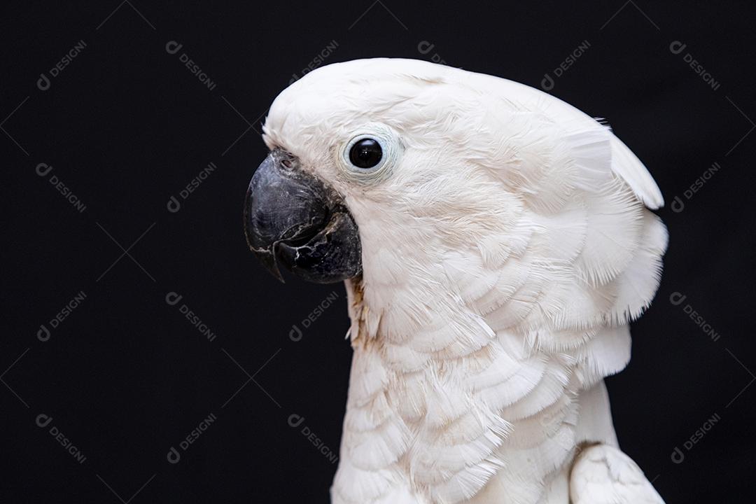 Cacatua branca com fundo preto Imagem JPG