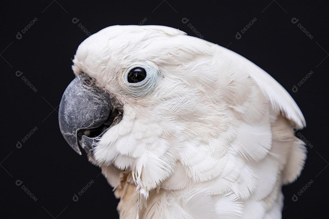 Cacatua branca com fundo preto Imagem JPG