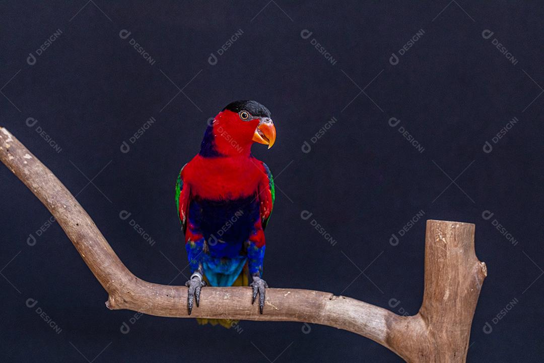 Passaro aves ao fundo azul Imagem JPG