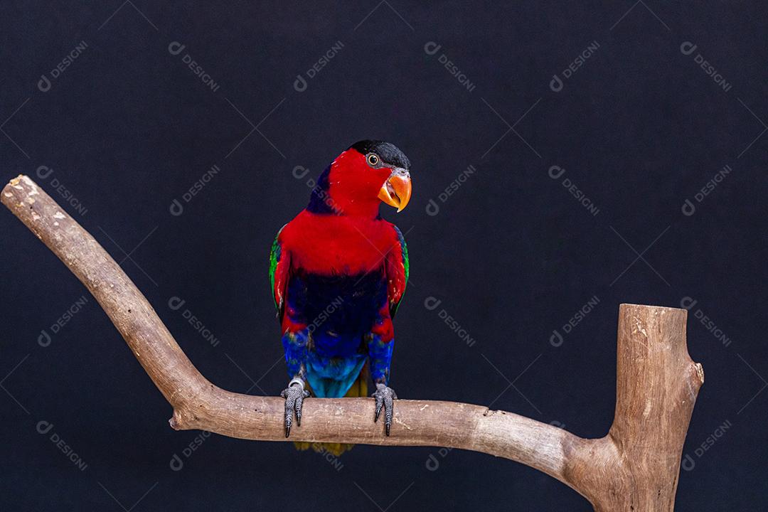 Passaro aves ao fundo azul Imagem JPG