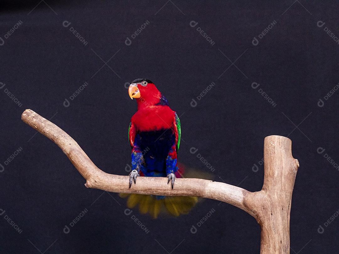 Passaro aves ao fundo azul Imagem JPG