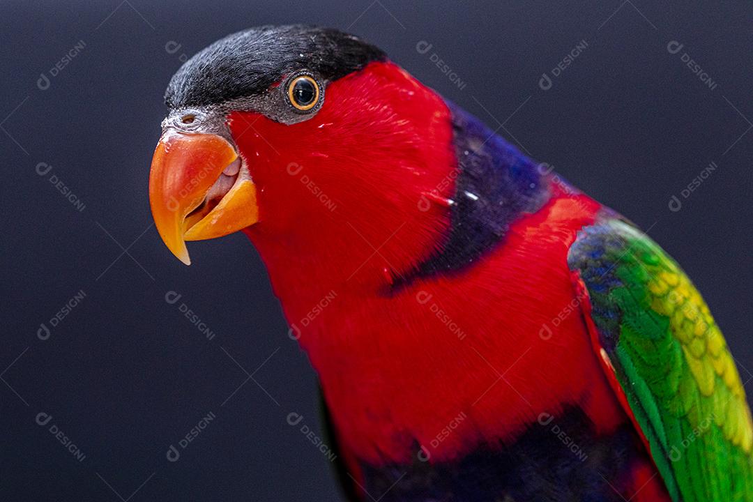 Passaro aves ao fundo azul Imagem JPG