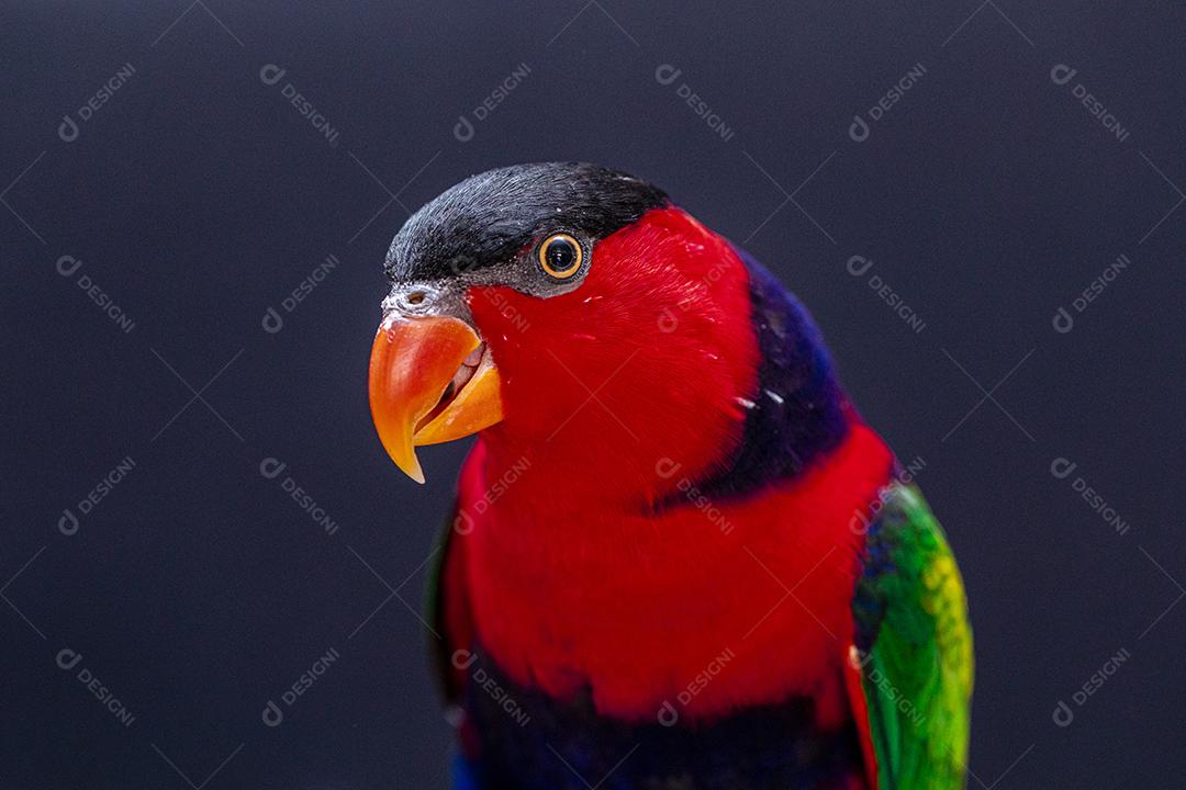 Passaro aves ao fundo azul Imagem JPG