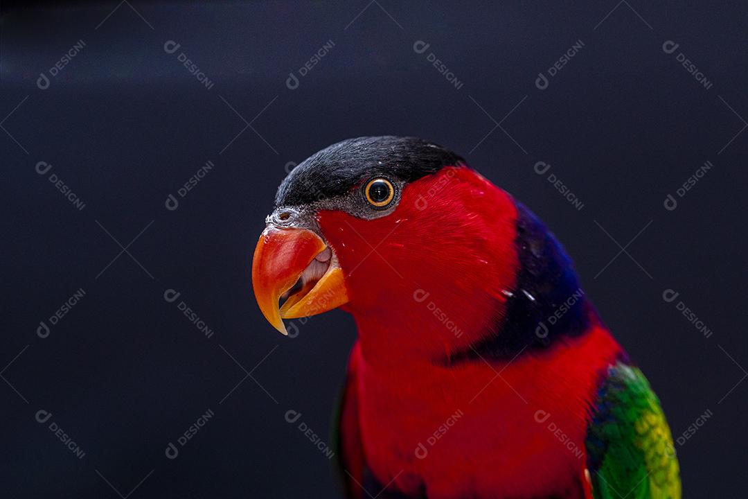 Passaro aves ao fundo azul Imagem JPG