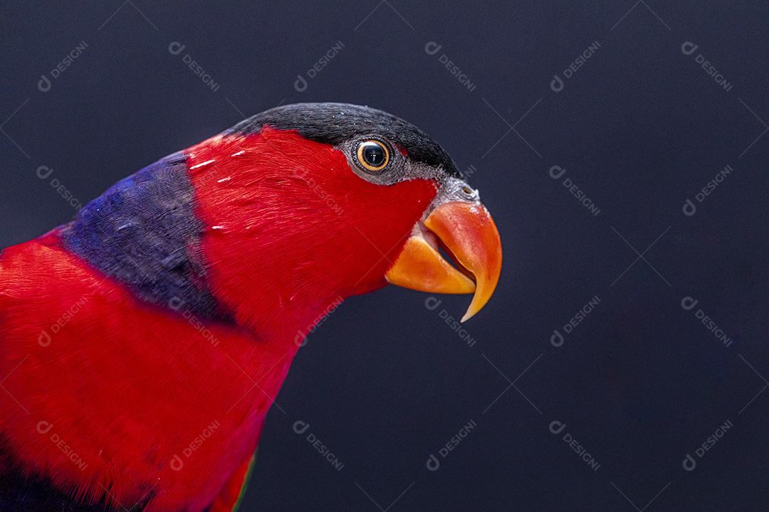 Passaro aves ao fundo azul Imagem JPG