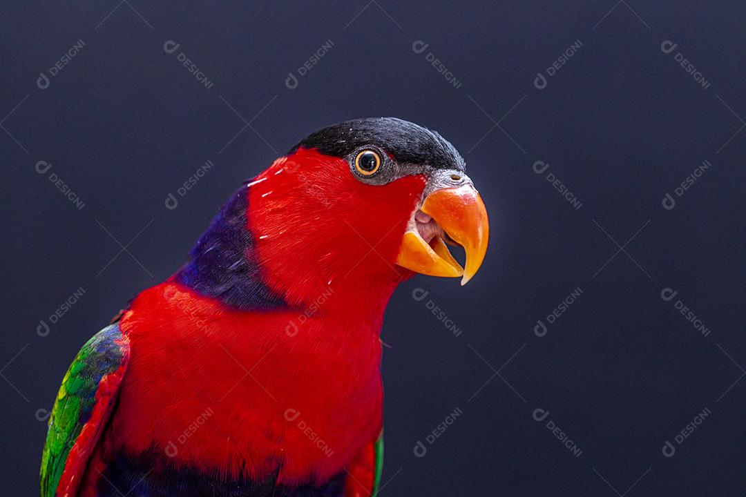 Passaro aves ao fundo azul Imagem JPG