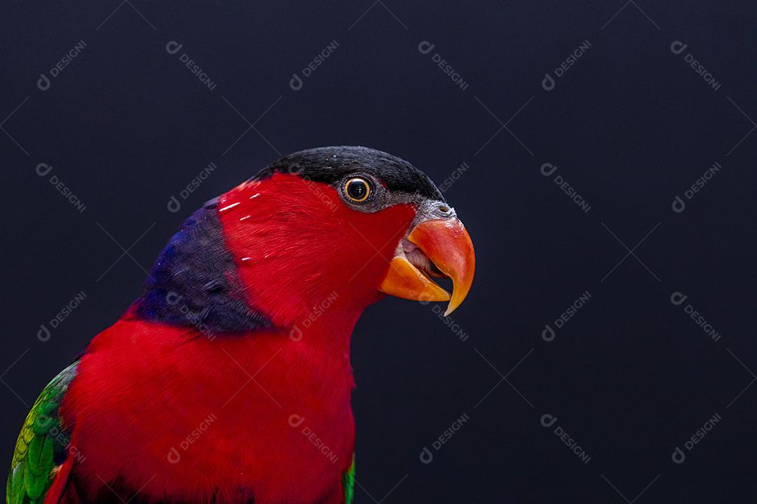 Passaro aves ao fundo azul Imagem JPG