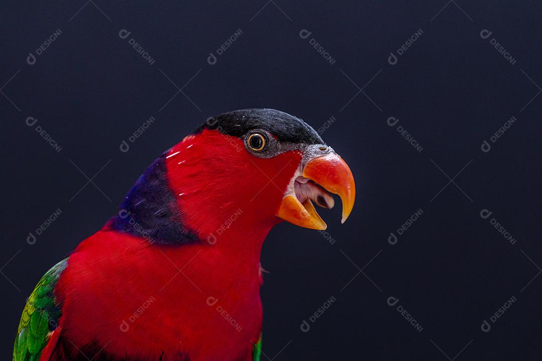 Passaro aves ao fundo azul Imagem JPG