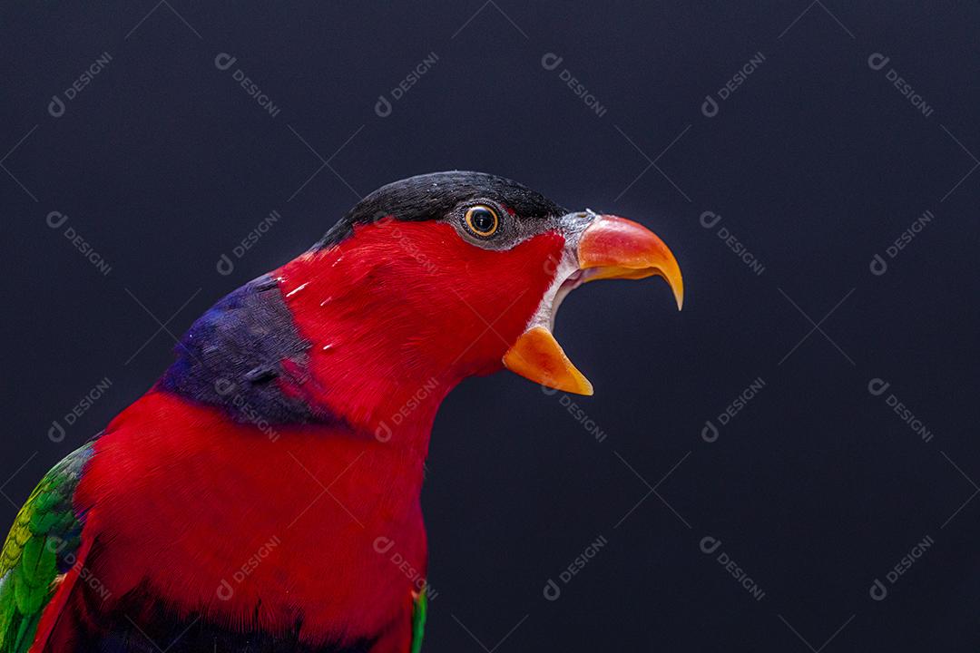 Passaro aves ao fundo azul Imagem JPG