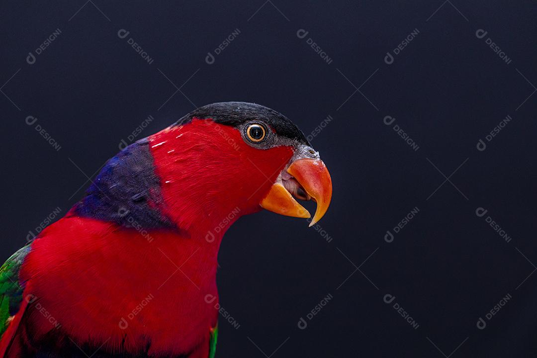 Passaro aves ao fundo azul Imagem JPG