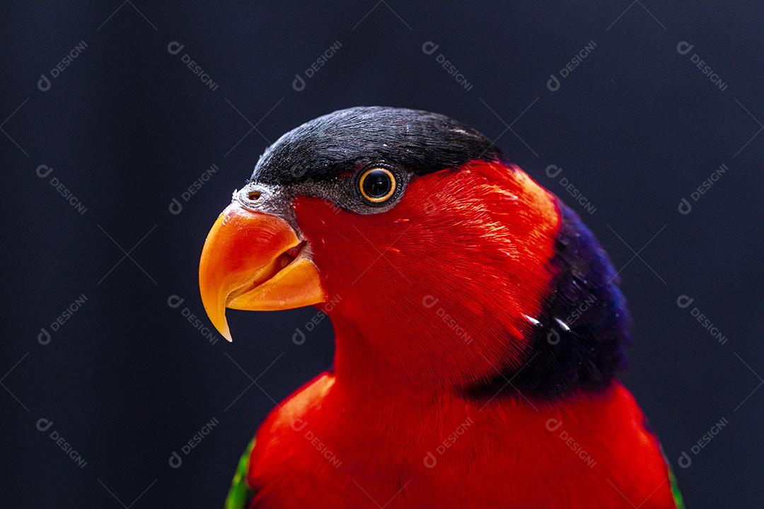 Passaro aves ao fundo azul Imagem JPG