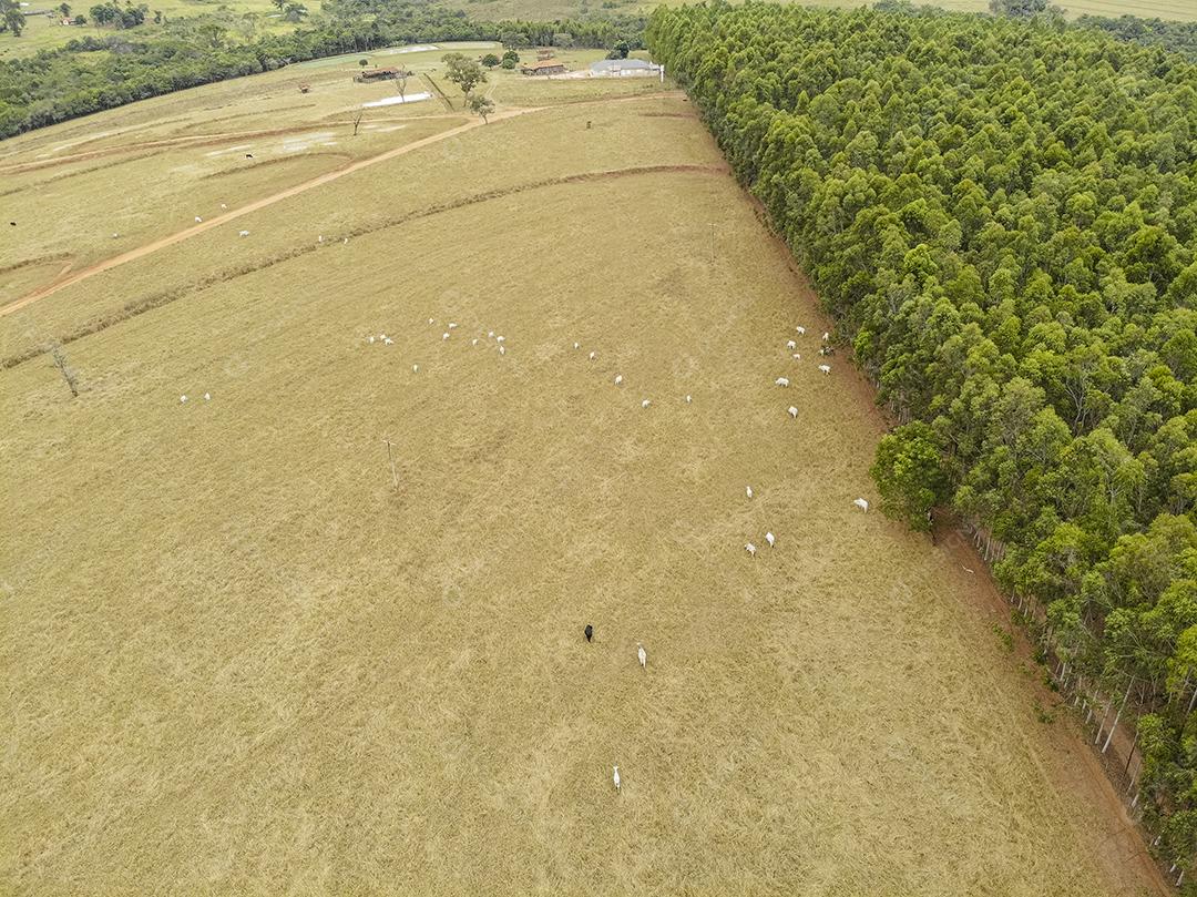 Linda plantação de eucalipto e troncos de eucalipto cortados no chão Imagem JPG