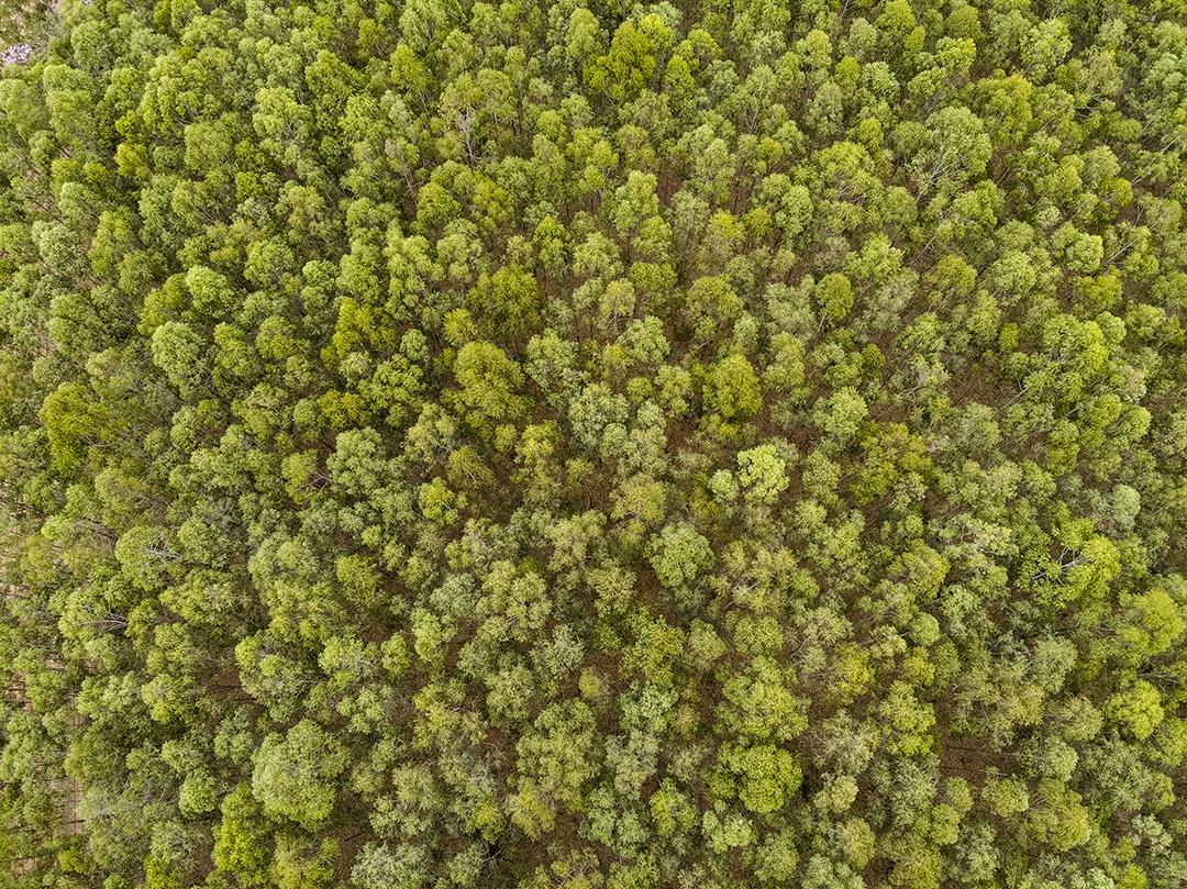 Linda plantação de eucalipto e troncos de eucalipto cortados no chão Imagem JPG