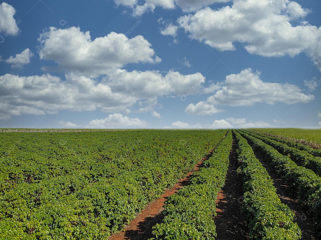 Vista aérea da plantação de café e torre de energia no meio Imagem JPG