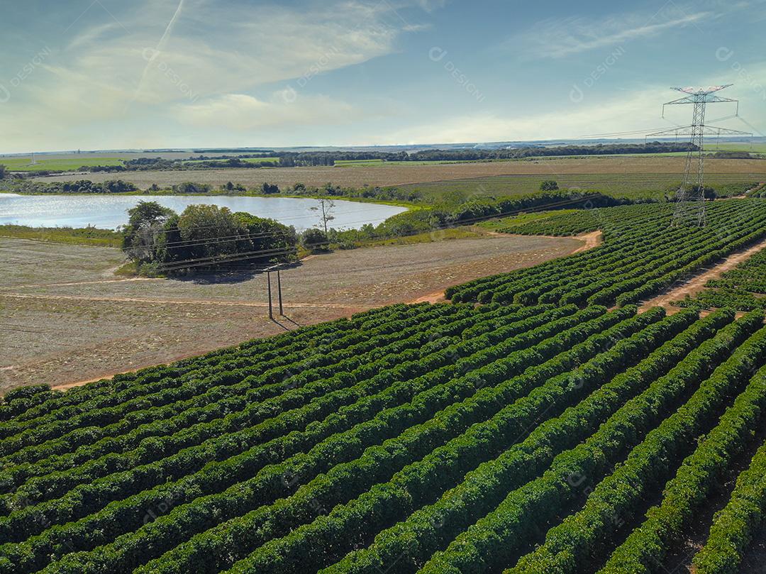 Vista aérea da plantação de café e torre de energia no meio Imagem JPG