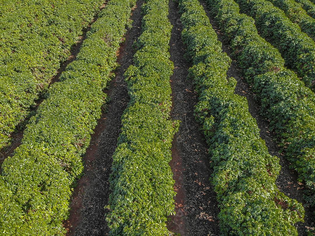 Vista aérea da plantação de café e torre de energia no meio Imagem JPG