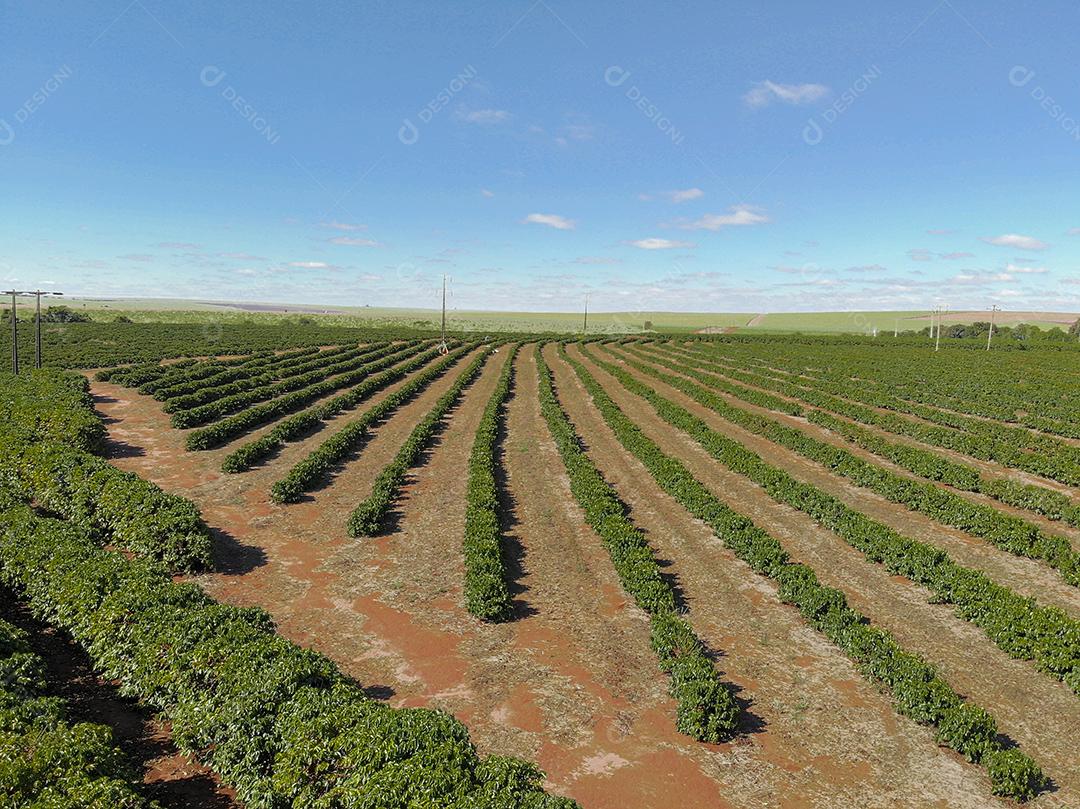 Vista aérea da plantação de café e torre de energia no meio Imagem JPG