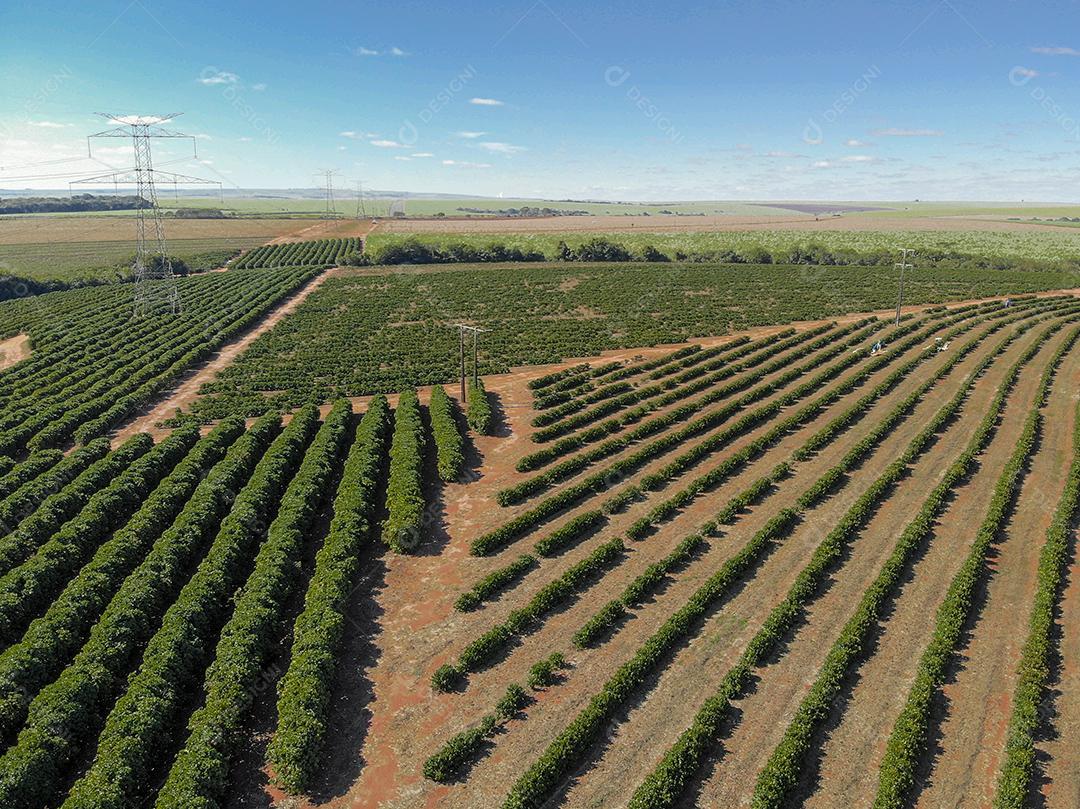 Vista aérea da plantação de café e torre de energia no meio Imagem JPG