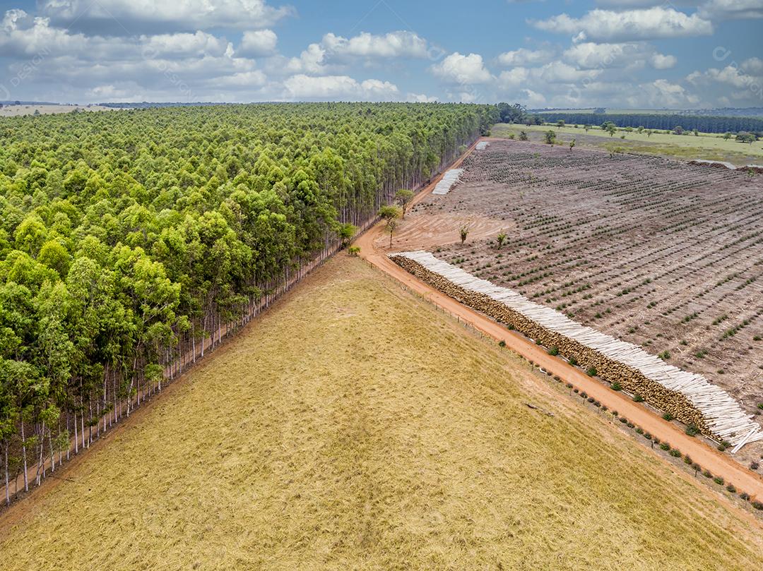 Linda plantação de eucalipto e troncos de eucalipto cortados no chão Imagem JPG