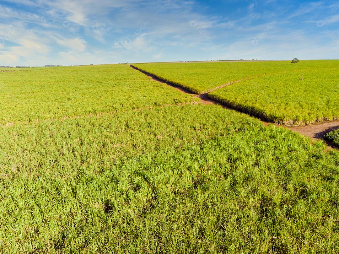 Campo aéreo de cana-de-açúcar no Brasil Imagem JPG