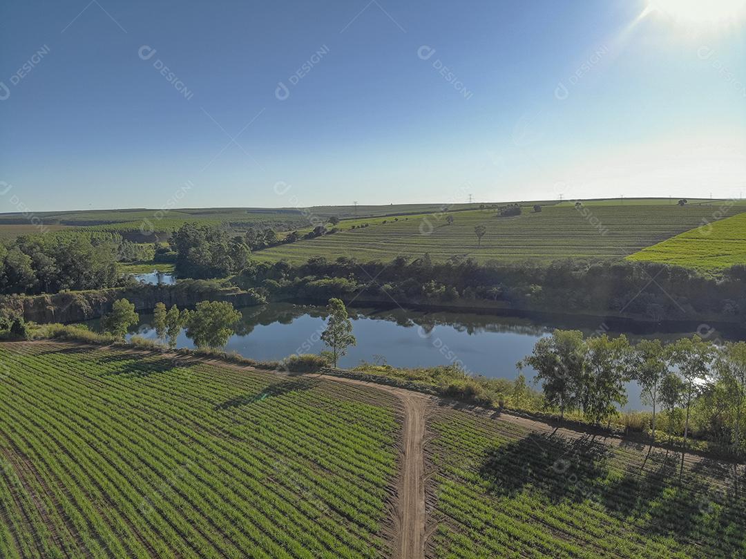 Campo aéreo de cana-de-açúcar no Brasil Imagem JPG