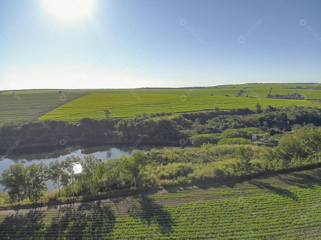 Campo aéreo de cana-de-açúcar no Brasil Imagem JPG