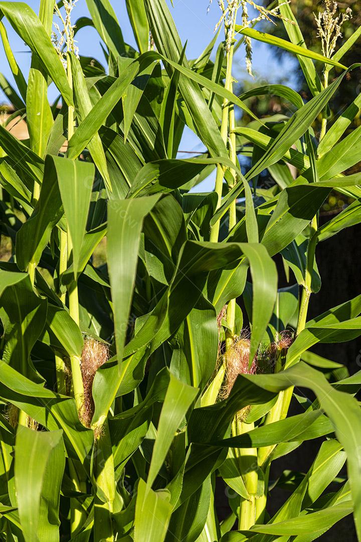Closeup na espiga de milho verde da árvore de milho Imagem JPG