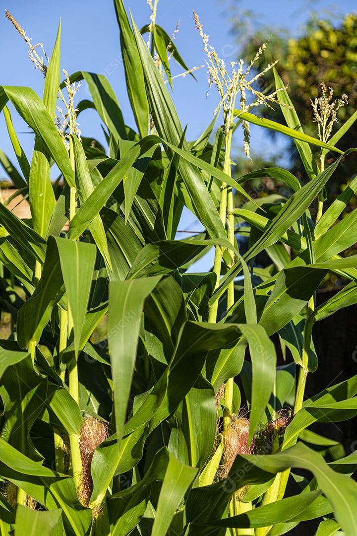 Closeup na espiga de milho verde da árvore de milho Imagem JPG