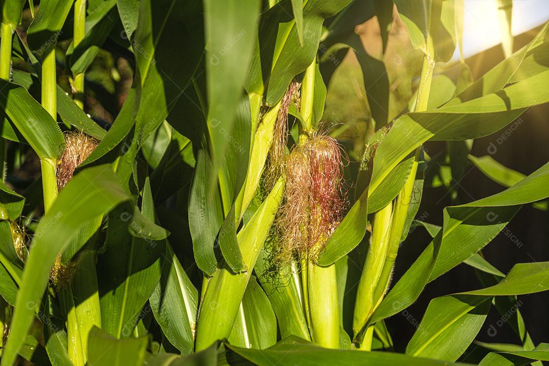 Closeup on green corn on the cob of corn tree Image JPG