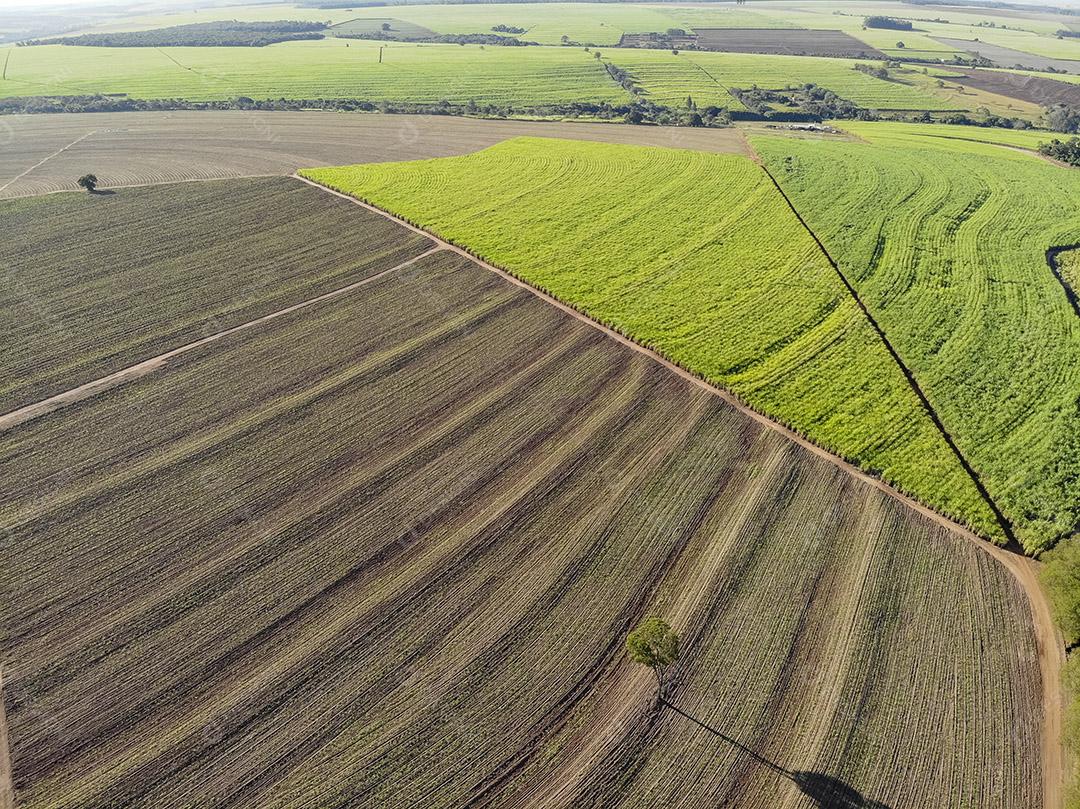 Campo aéreo de cana-de-açúcar no Brasil Imagem JPG