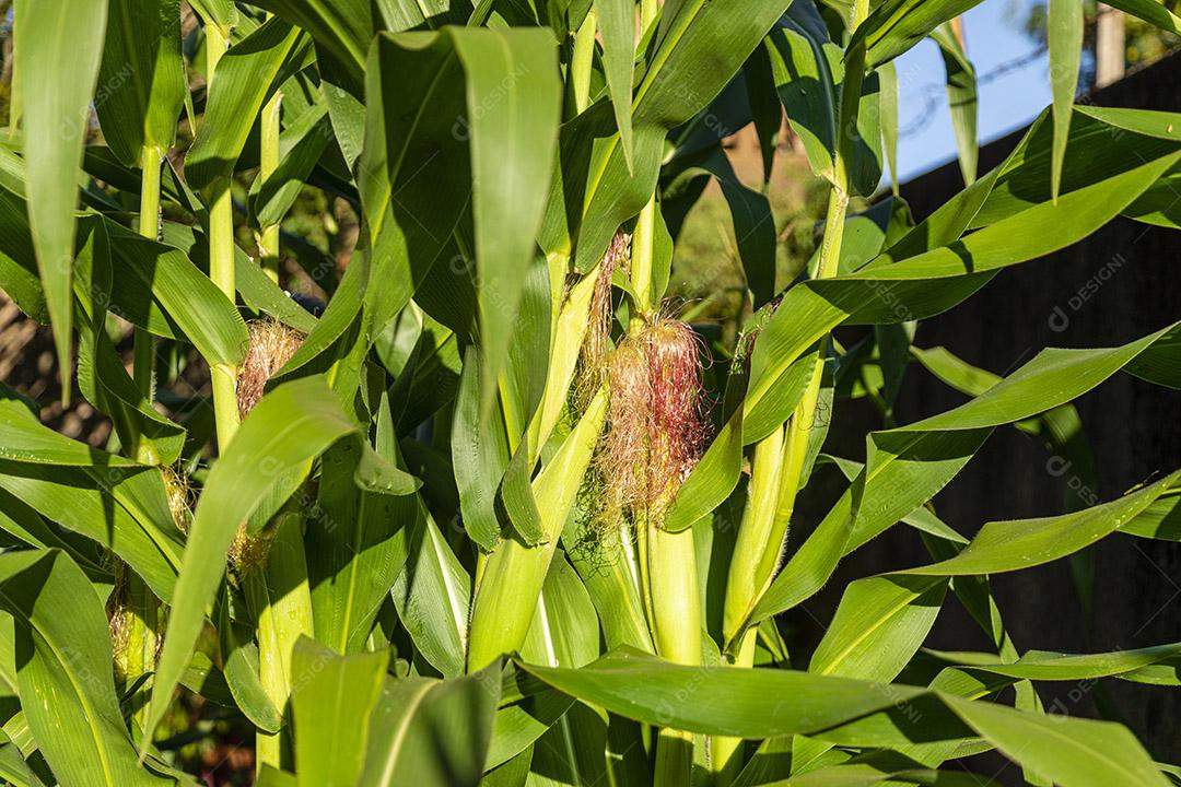Closeup na espiga de milho verde da árvore de milho Imagem JPG