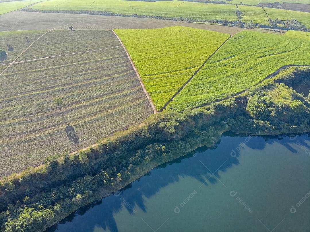 Closeup na espiga de milho verde da árvore de milho Imagem JPG