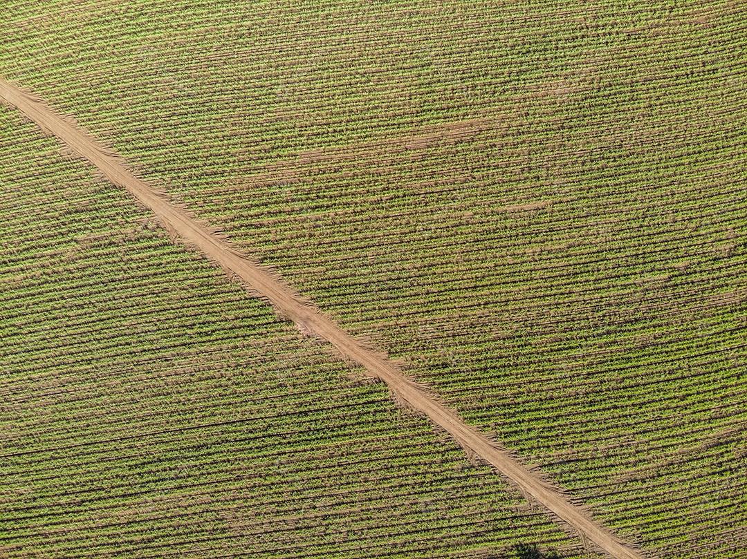 Campo aéreo de cana-de-açúcar no Brasil Imagem JPG