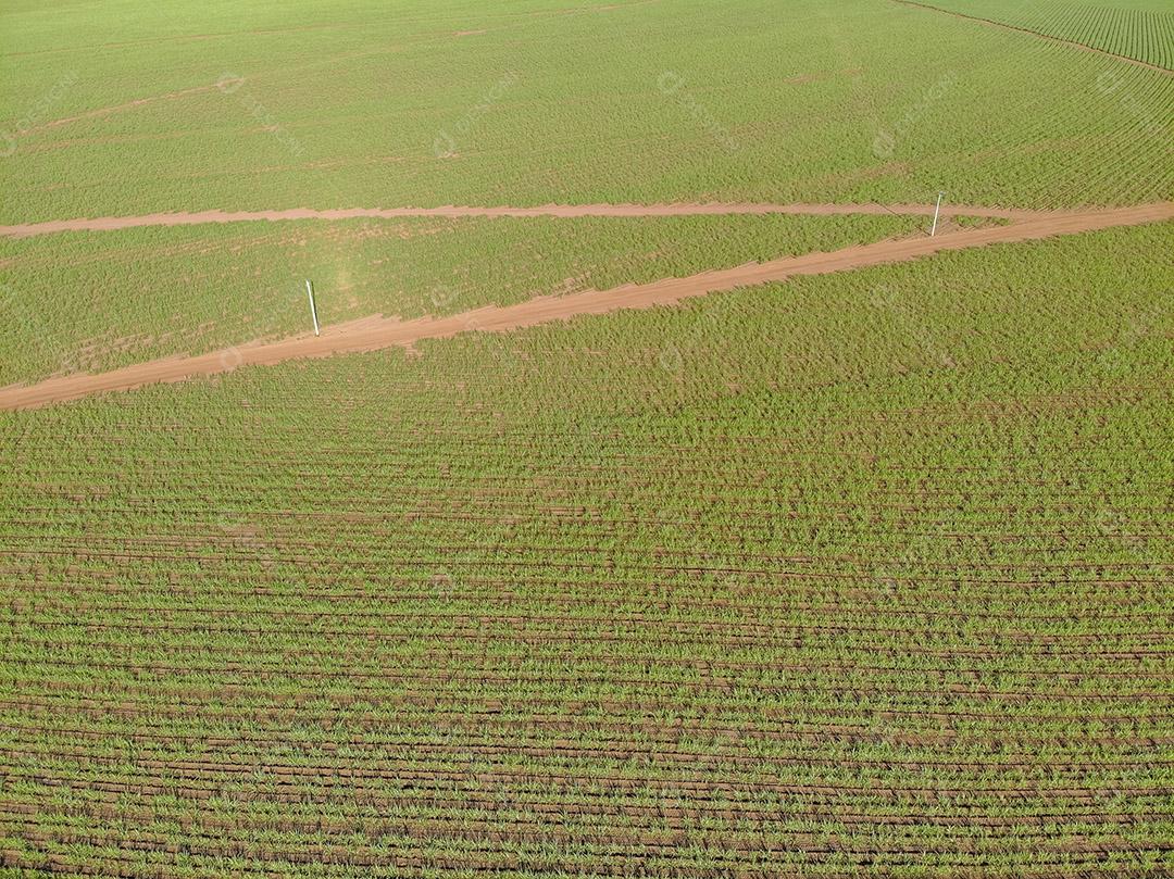 Campo aéreo de cana-de-açúcar no Brasil Imagem JPG