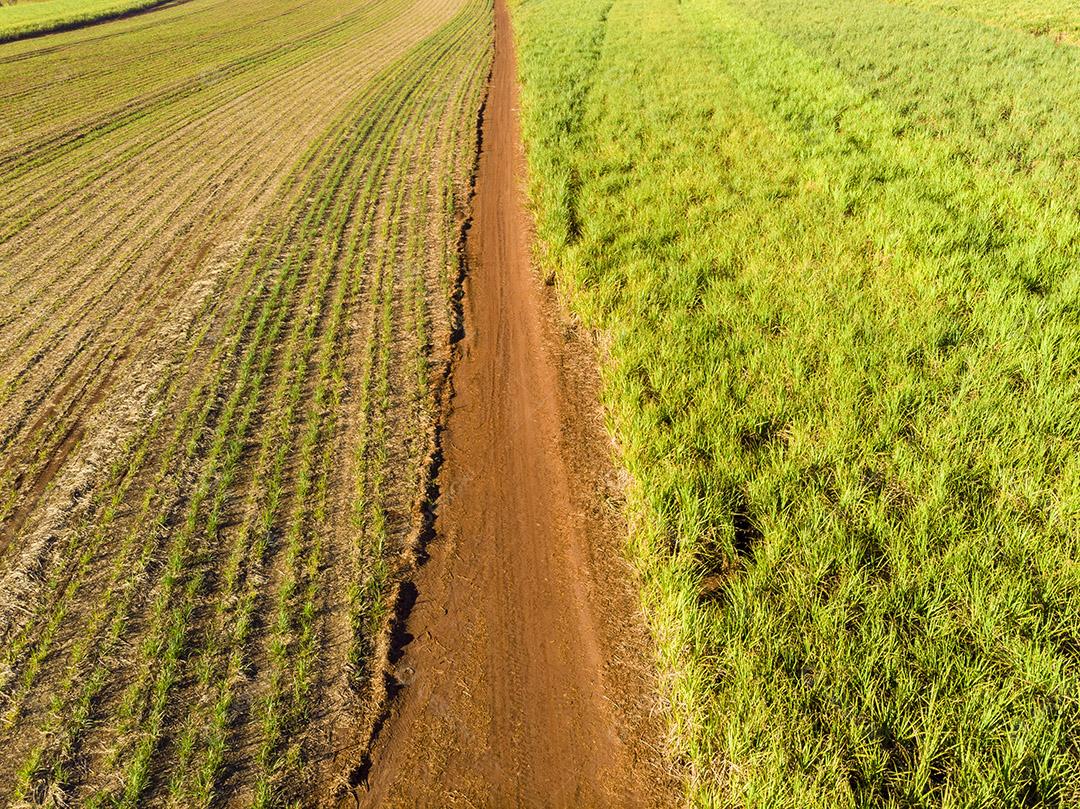 Campo aéreo de cana-de-açúcar no Brasil Imagem JPG