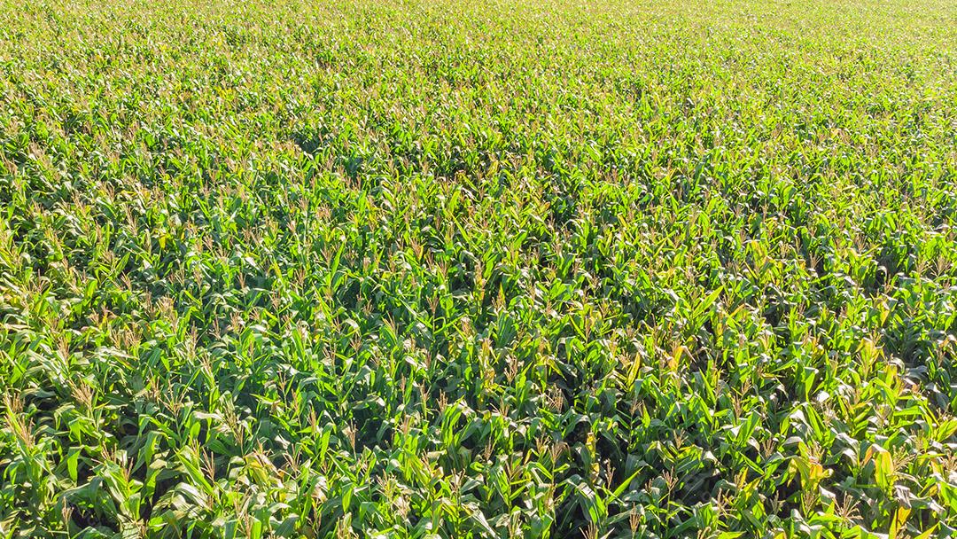 Imagem aérea da plantação de milho no Brasil Imagem JPG