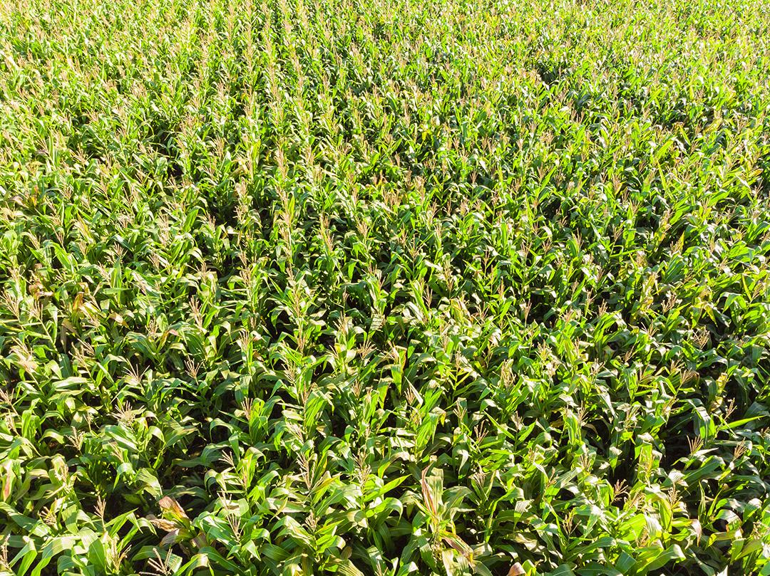 Imagem aérea da plantação de milho no Brasil Imagem JPG