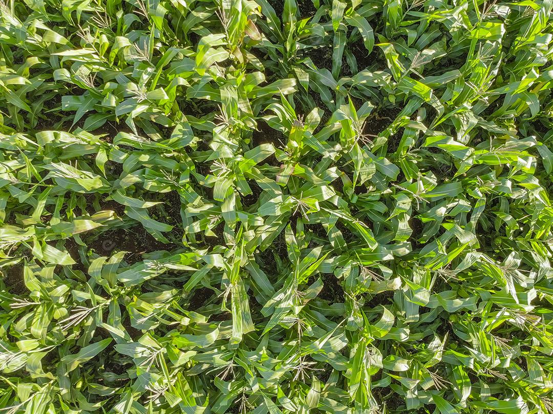 Imagem aérea da plantação de milho no Brasil Imagem JPG