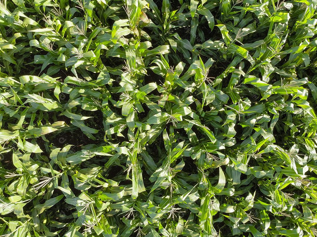 Imagem aérea da plantação de milho no Brasil Imagem JPG