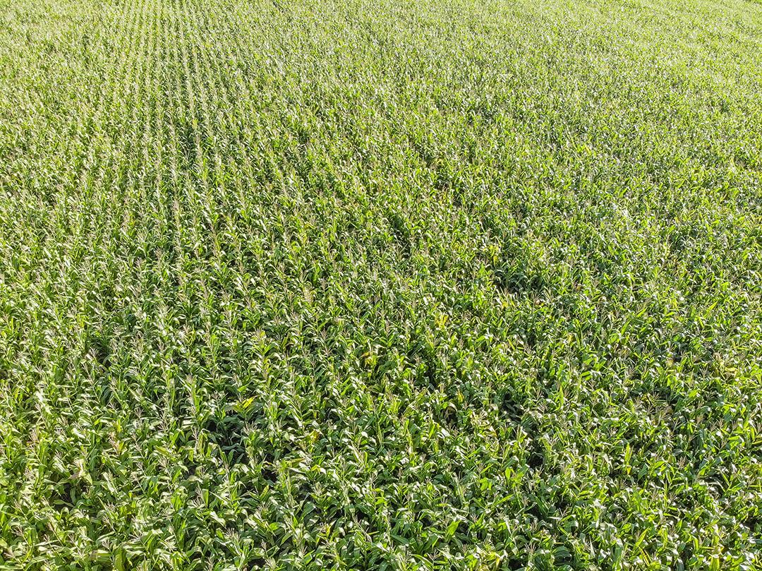 Imagem aérea da plantação de milho no Brasil Imagem JPG