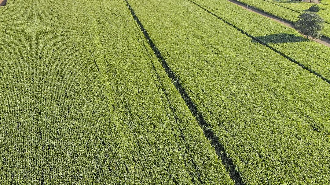 Imagem aérea da plantação de milho no Brasil Imagem JPG