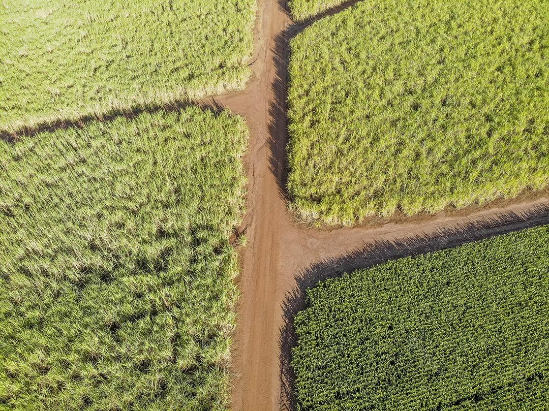 Campo aéreo de cana-de-açúcar no Brasil Imagem JPG