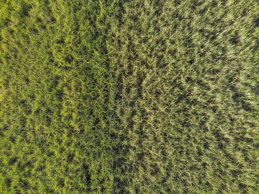 Campo aéreo de cana-de-açúcar no Brasil Imagem JPG