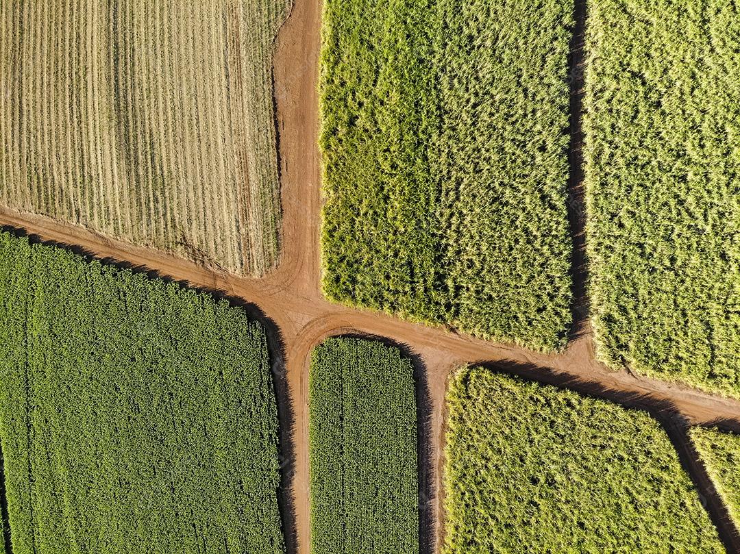 Campo aéreo de cana-de-açúcar no Brasil Imagem JPG