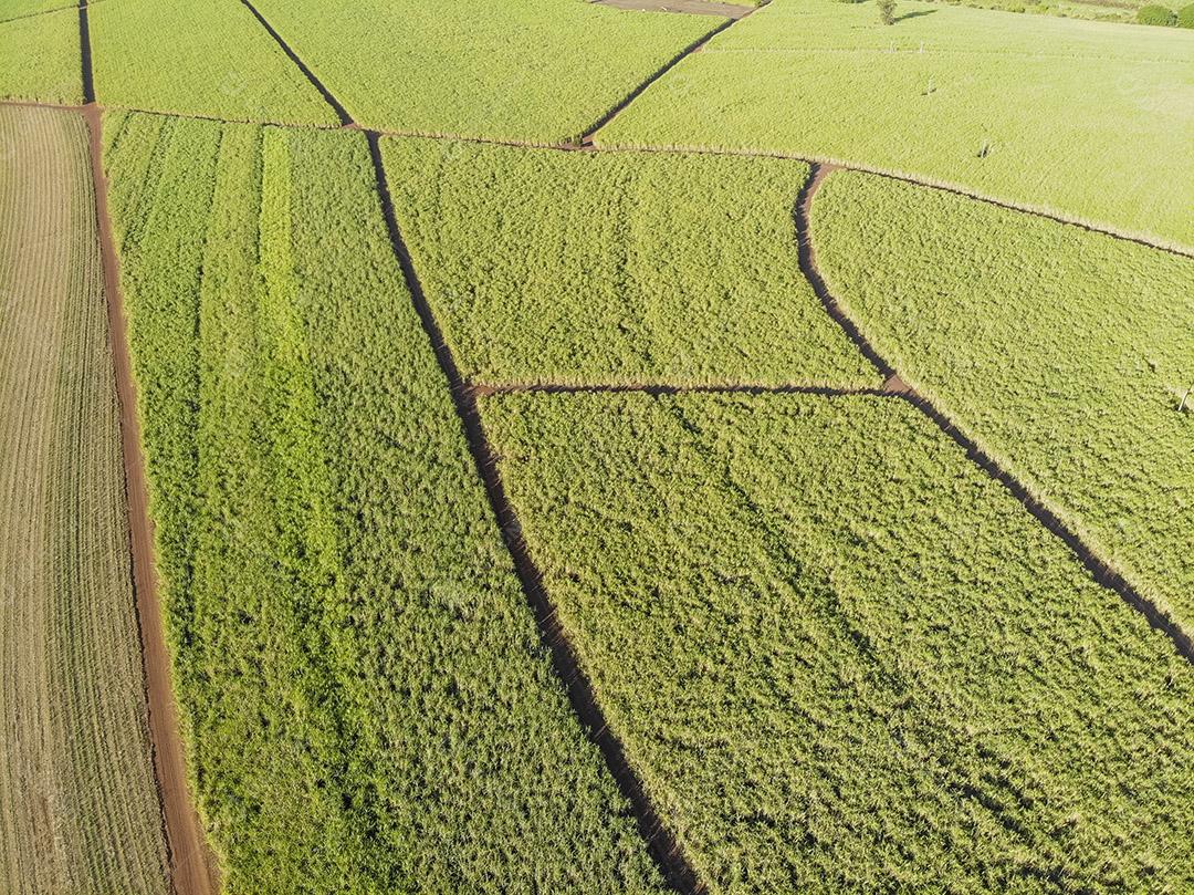 Campo aéreo de cana-de-açúcar no Brasil Imagem JPG